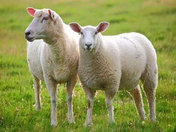 Nằm mơ thấy cừu có ý nghĩa gì?